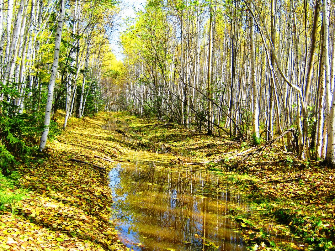 В осеннем лесу своя красота - Любушка 