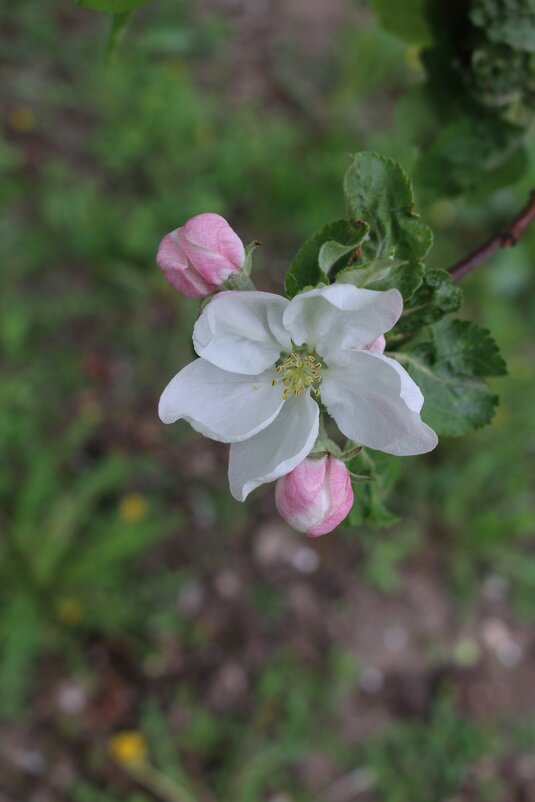 Яблони в цвету - Ольга 