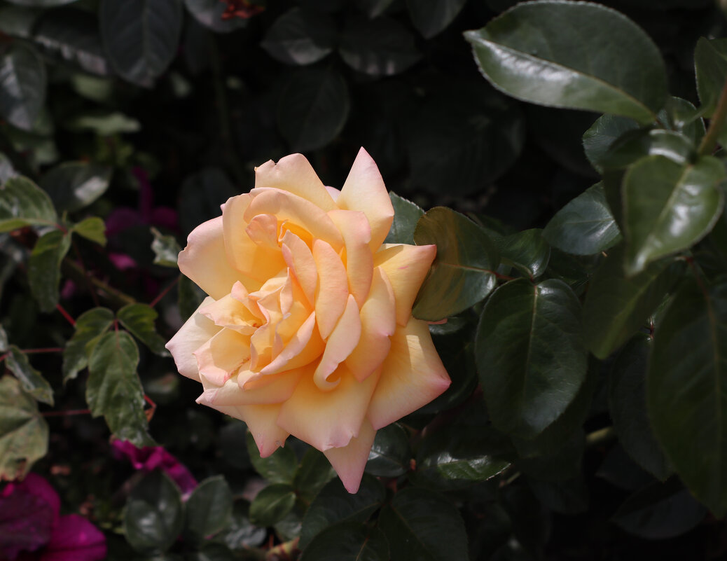 Роза чайного цвета - Irene Irene