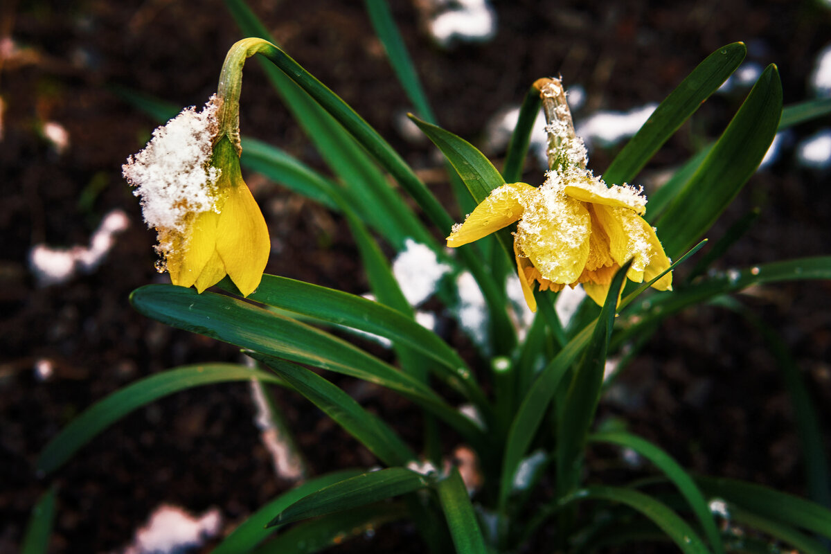 Нарцисс и снег Вариант №2 - serg_ grit