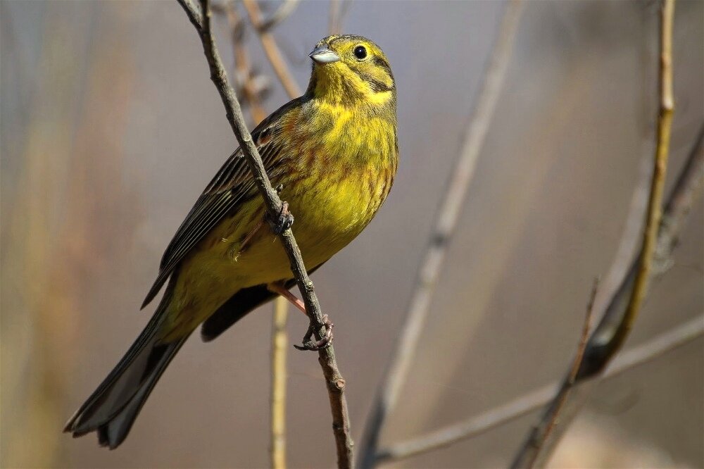 Обыкновенная овсянка (Emberiza citrinella) - Иван 