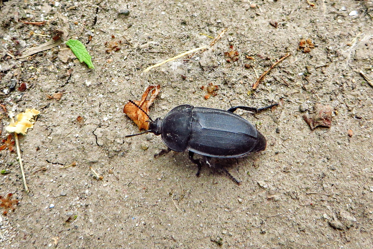 Мертвоед ребристый silpha carinata - ivan 