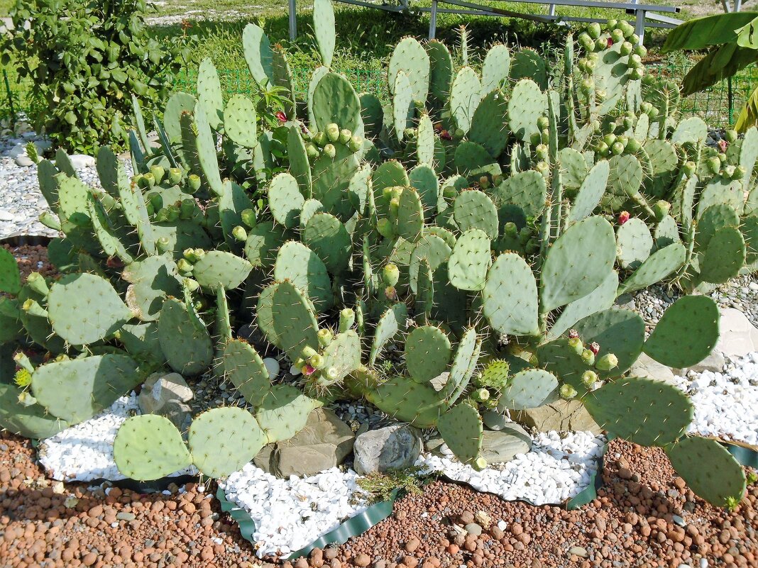 семейство кактусовых - ольга хакимова
