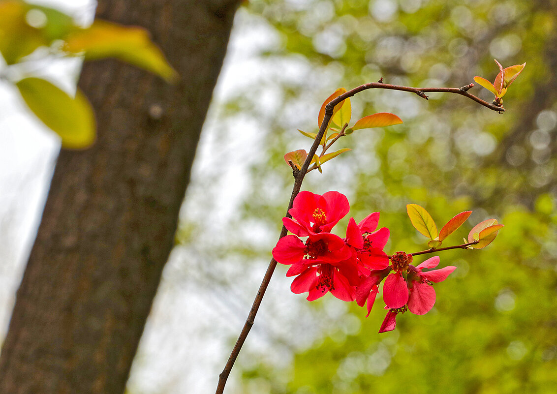 Весна цветет - японская айва - Светлана 