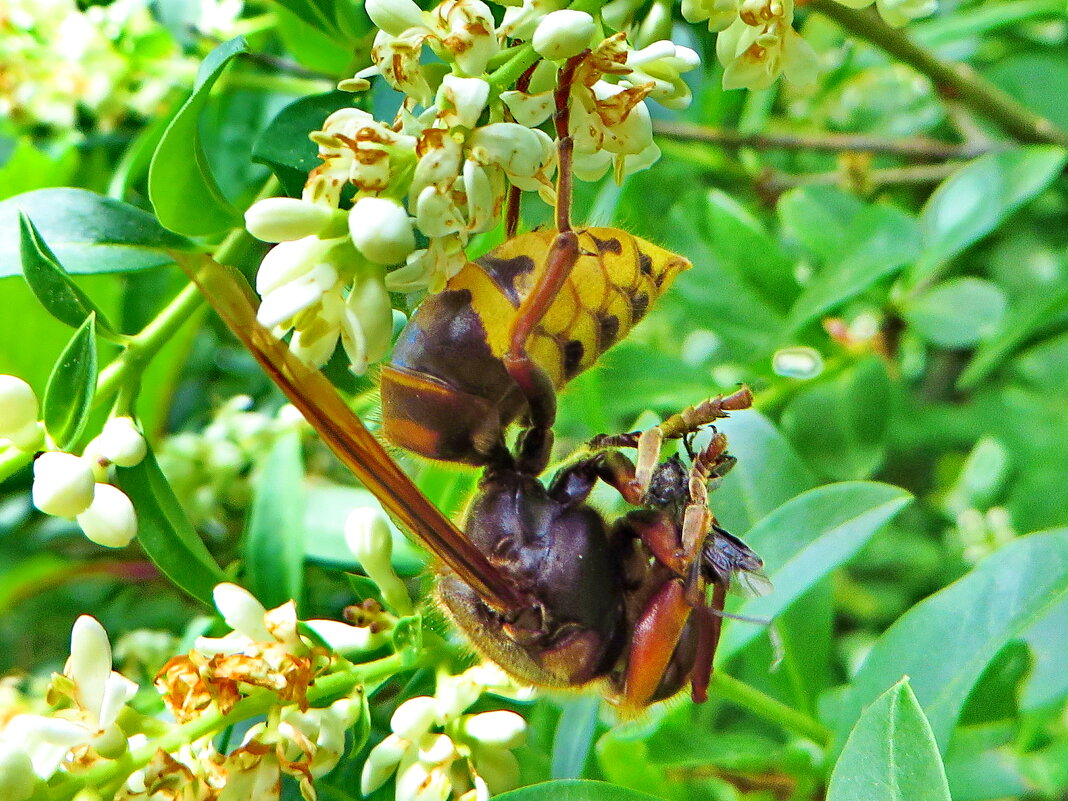 .  Шершень.  .Для прокорма личинок ловят мух, пчёл, нередко атакуют ос помельче - ivan 