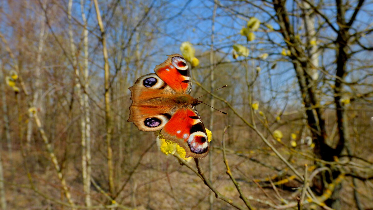 и снова бабочки 39 (мартовские) - Александр Прокудин