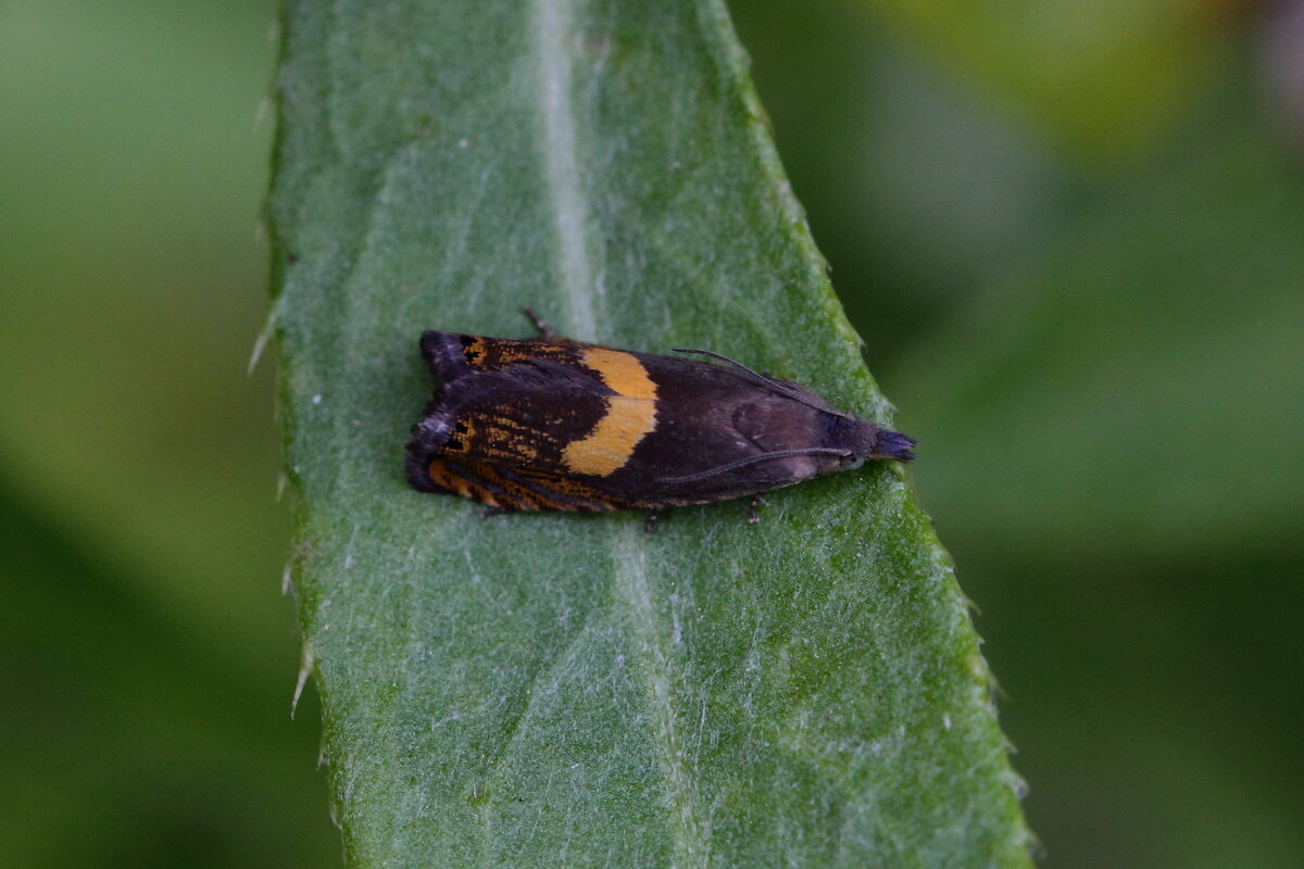 Листовертка  (Dichrorampha petiverella (Linnaeus, 1758)) - Павел Морозов