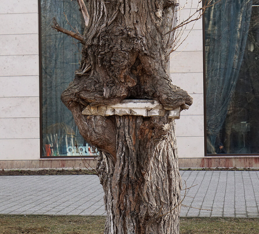 Дерево в городе - Алексей Виноградов