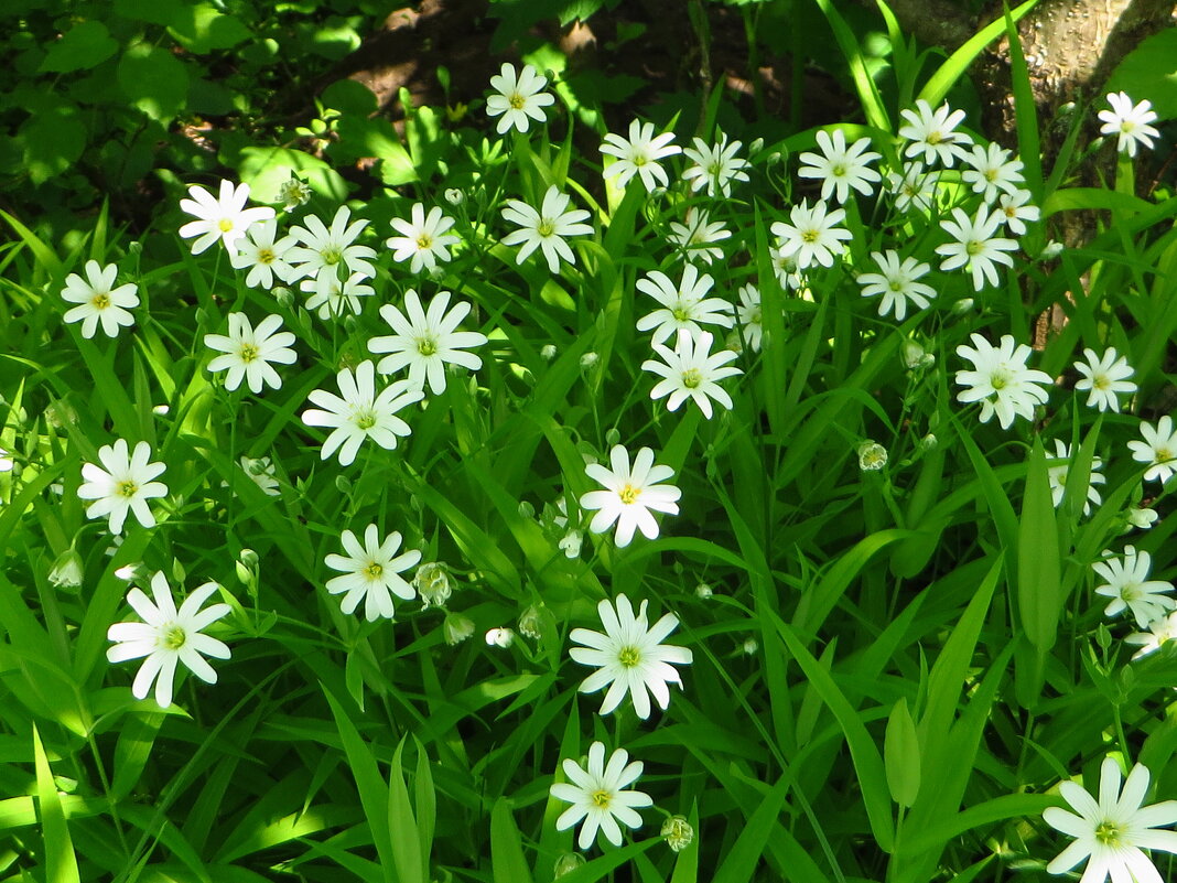 Звездчатка.Stellaria holostea L. (семейство Caryophyllaceae)Звездчатка ланцетолистная - ivan 