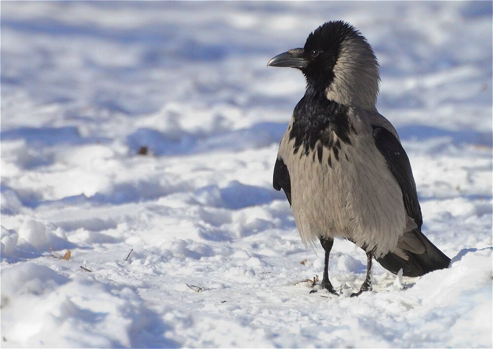 Серая ворона (Corvus cornix) - Иван 