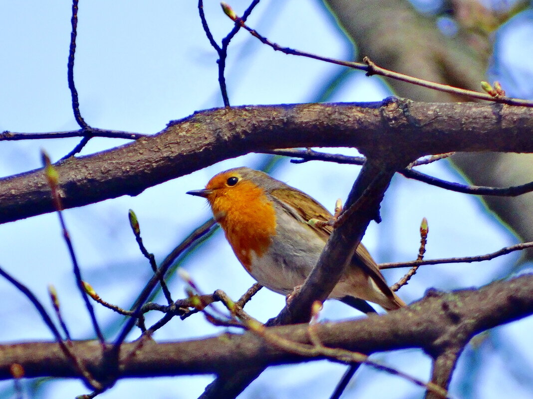 ***Зарянка (Erithacus rubecula). - ivan 