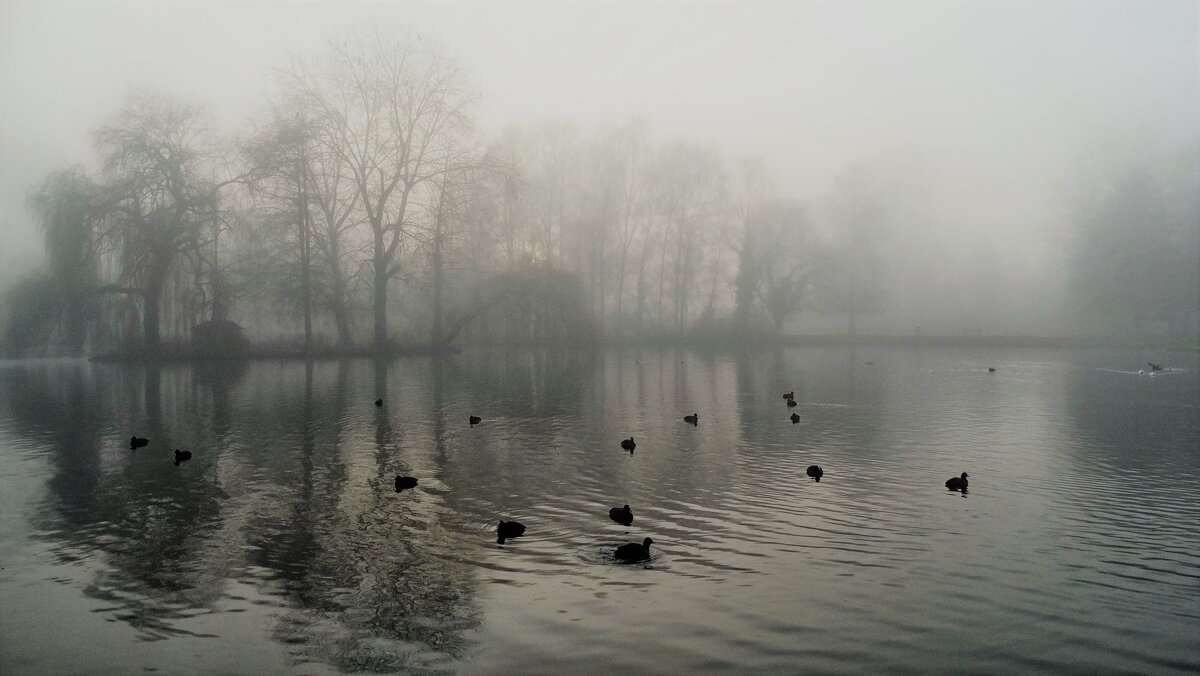 Утки в тумане... - Elena Ророva