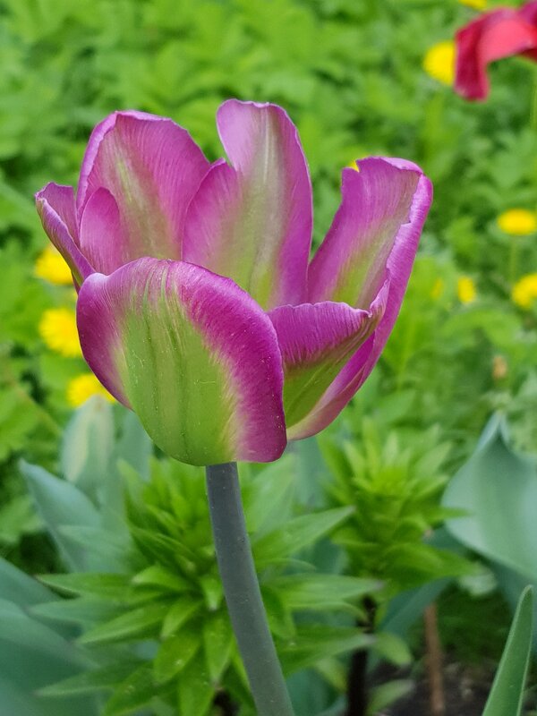 Тюльпаны нашего сада... - Генрих 