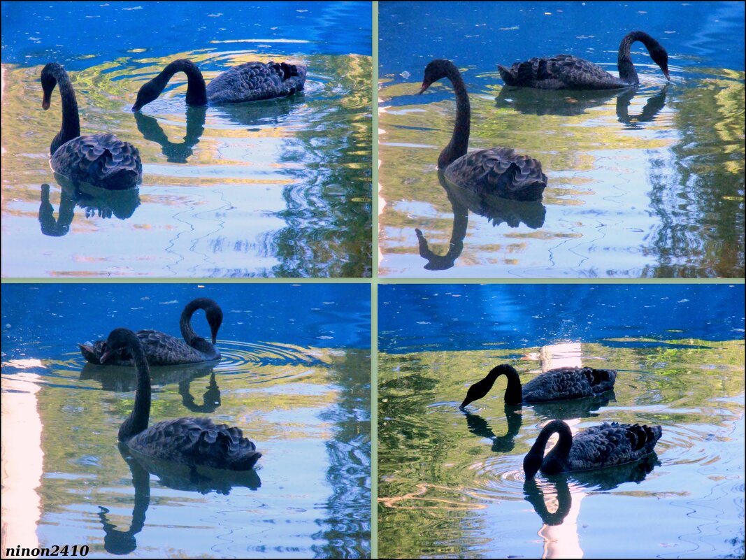 Чёрные лебеди в синей тени - 2 - Нина Бутко