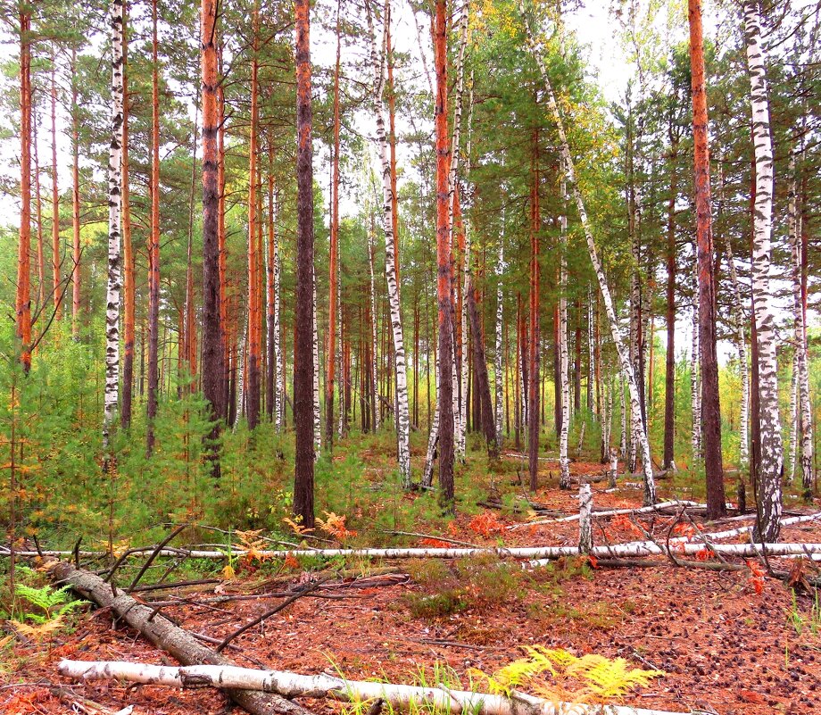 В осеннем лесу - Андрей Снегерёв