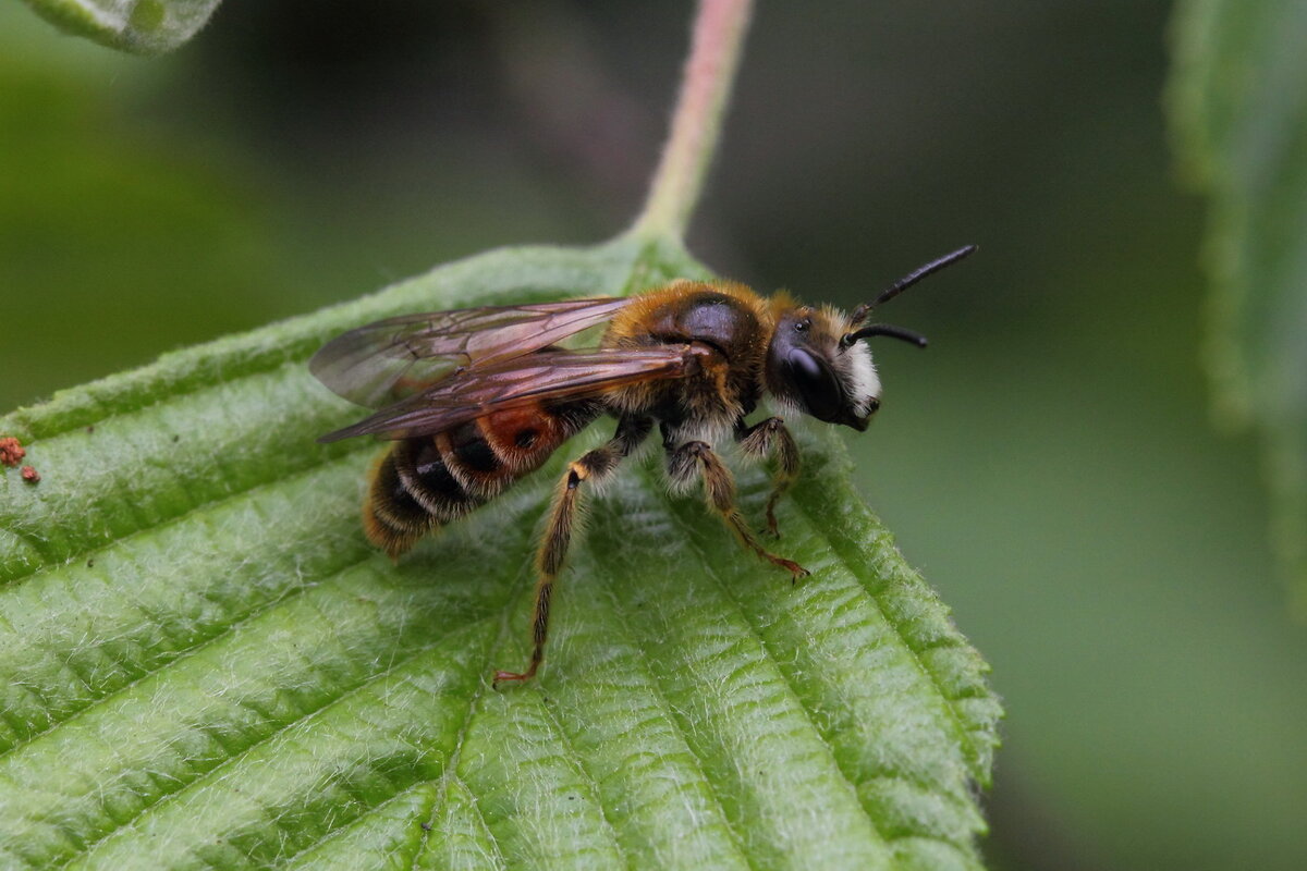 Пчела (Andrena hattorfiana (Fabricius, 1775)) - Павел Морозов