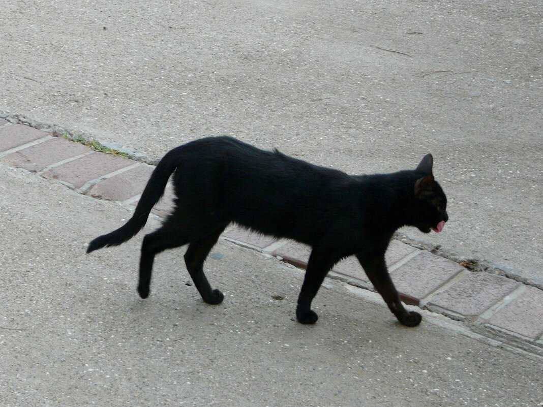 Чёрный кот на прогулке. - Наталья Цыганова 
