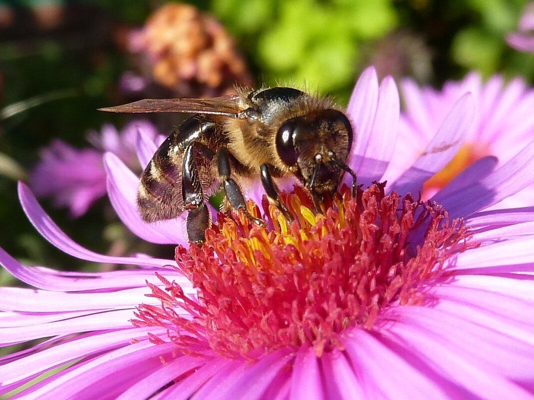 Макро пчелы на сентябринке - Лидия Бараблина
