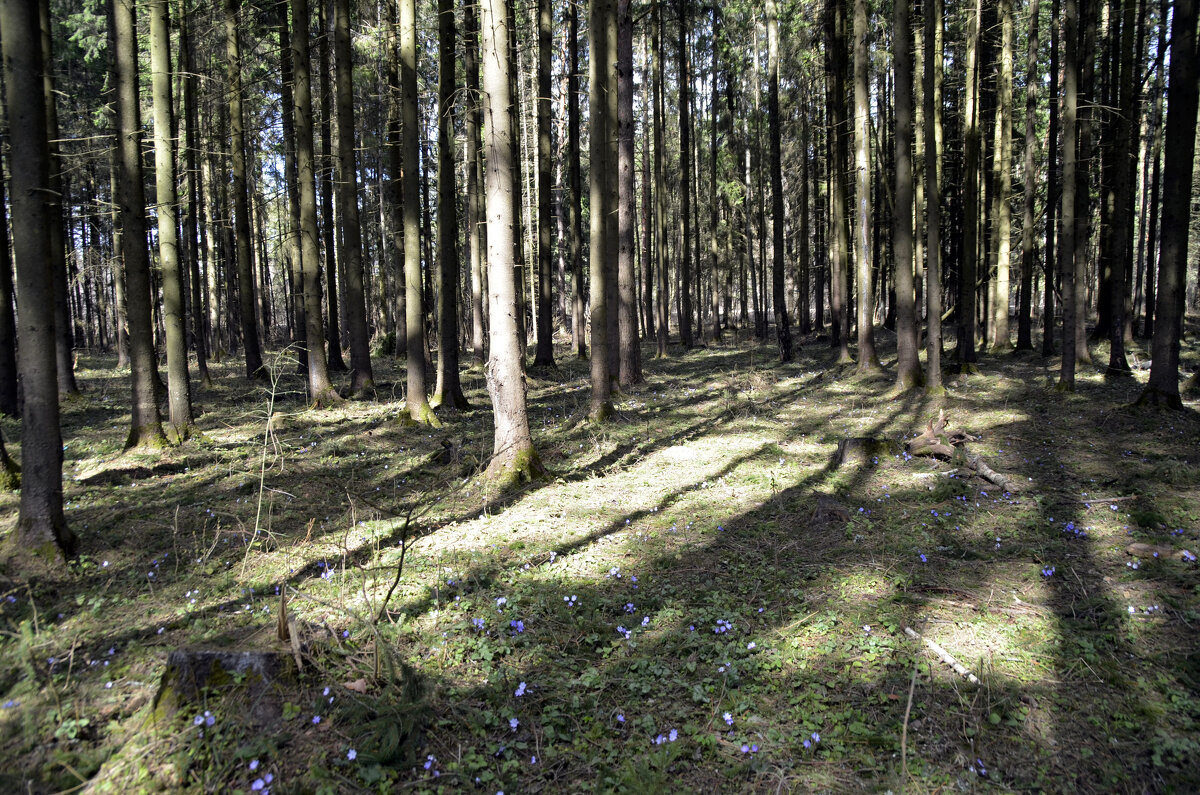 Весенний лес - Нина Синица