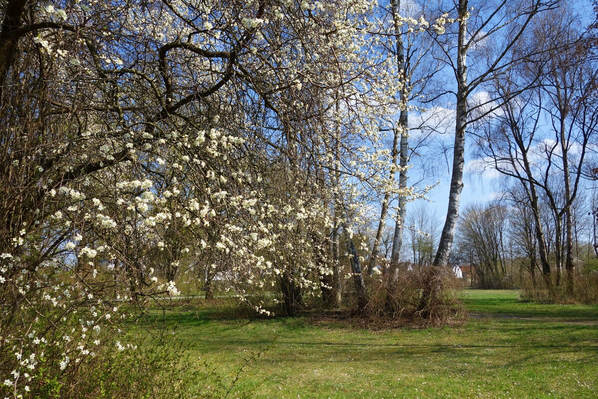 Цветёт природа, мир цветёт, И наша хрупкая душа, Весною зацветает... - Galina Dzubina