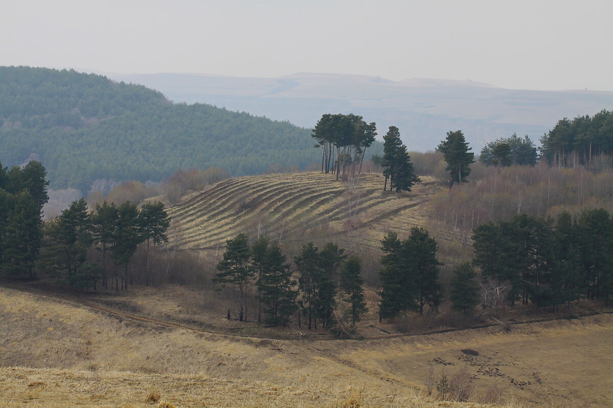 Полосатый холм у одинокой сосны - M Marikfoto