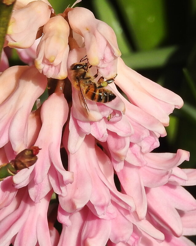 пчелка - ИННА ПОРОХОВА