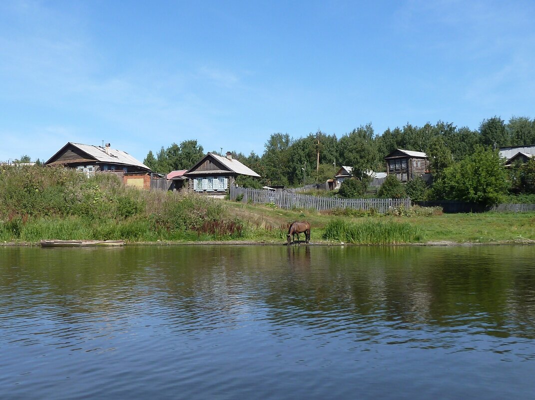 На водопое - Наталья Т