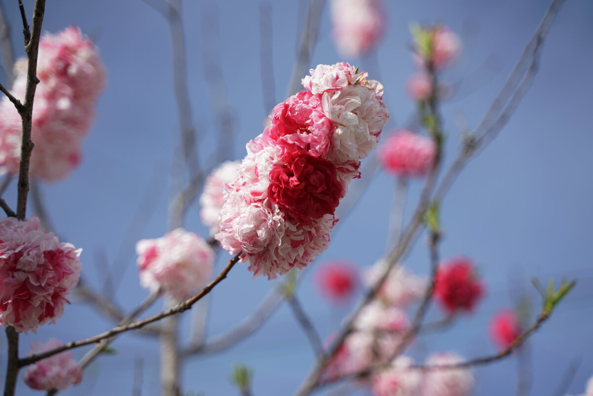 Цветение сакуры, г. Нара, Япония - Иван Литвинов