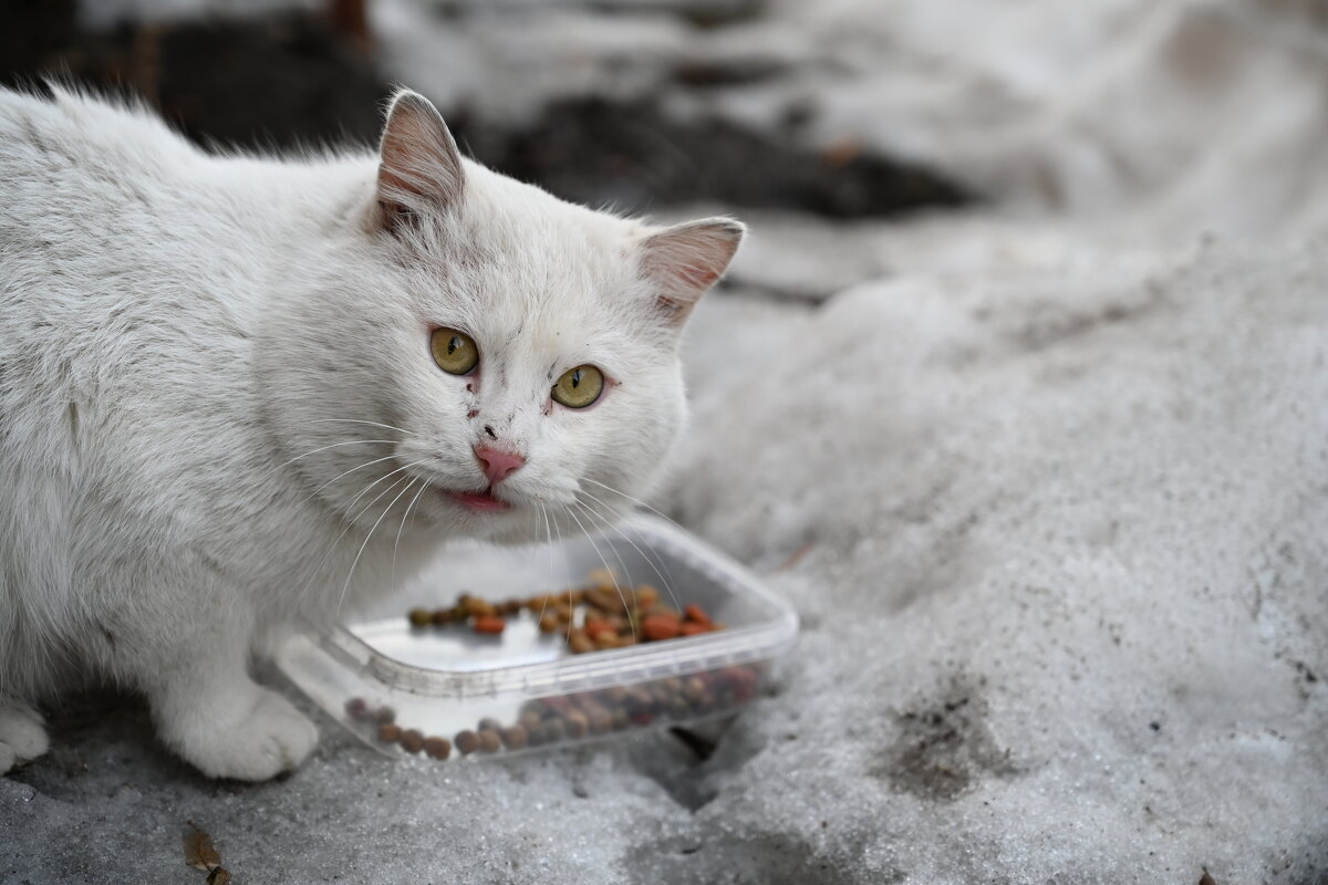 белый котэ - Кассель 