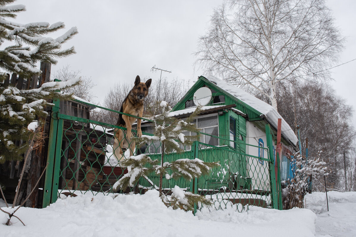 Отвязанный пес на заборе - Валерий Михмель 