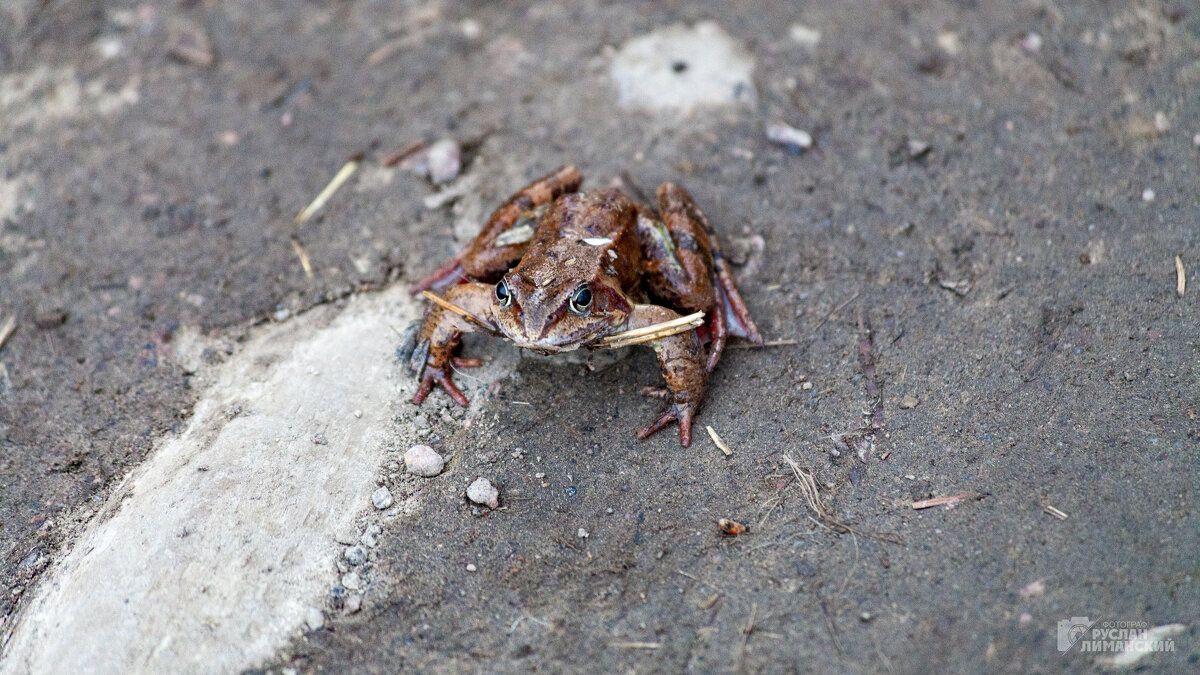 Шуваловская жаба - Руслан Лиманский