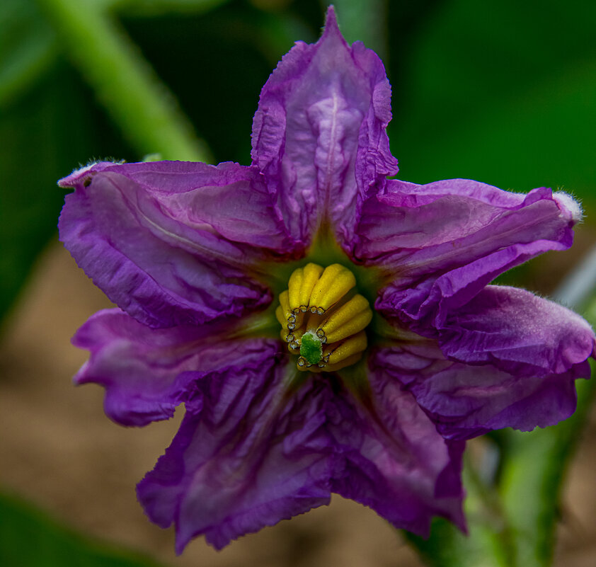 Цветок баклажана - Александр Посошенко