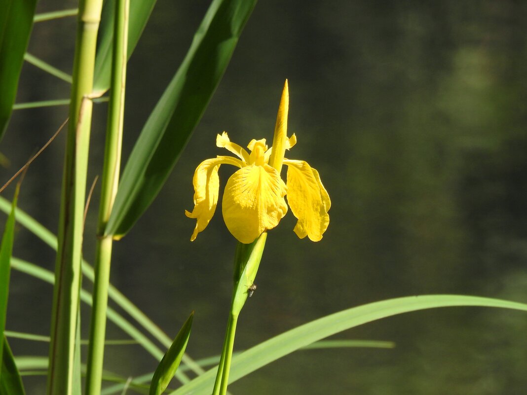 Ирис болотный желтый - Гала 