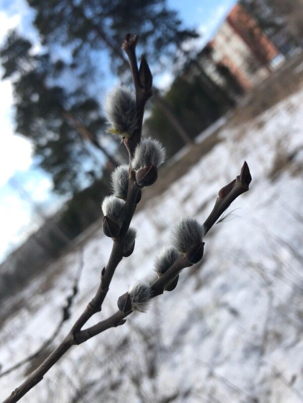 Вербное воскресение - Ольга А