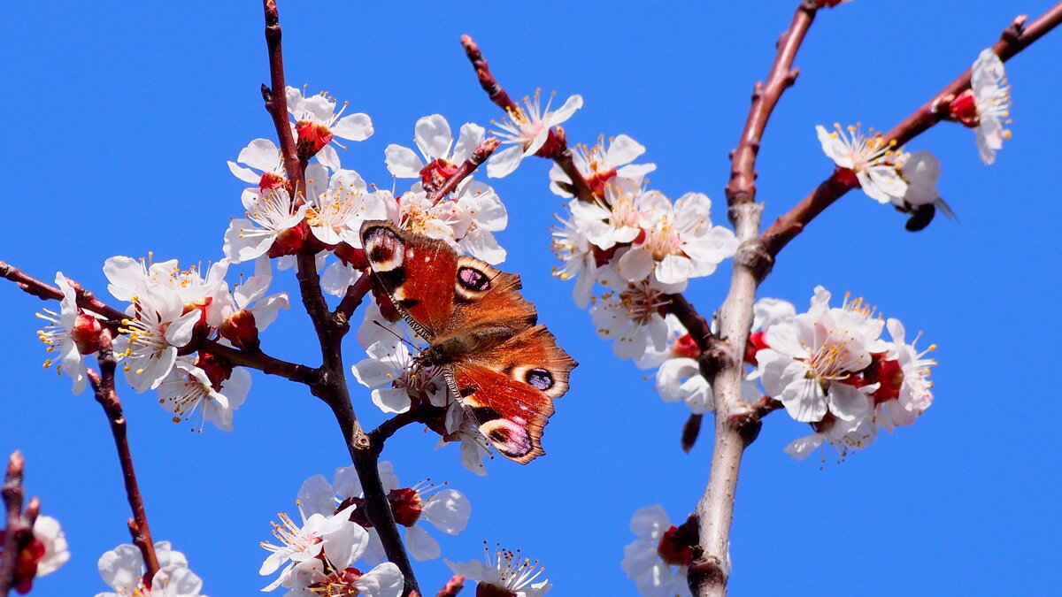 и снова бабочки 108 (весна...) - Александр Прокудин