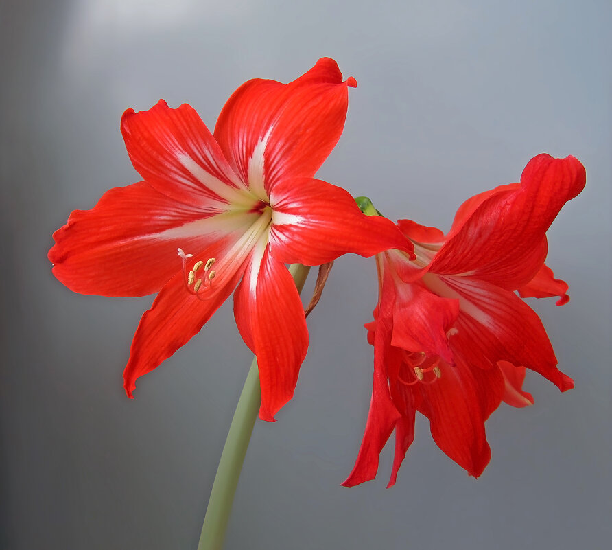 Амариллис цветет - Нина Синица