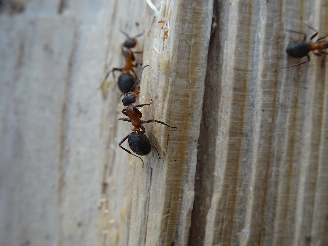 Рыжий лесной муравей (Formica rufa) - Денис Бочкарёв