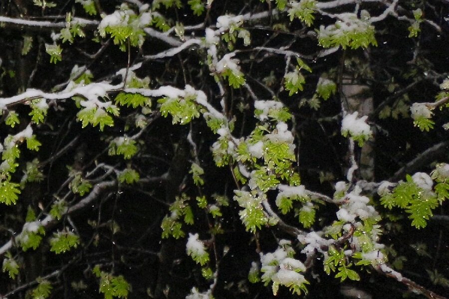 Весна! Рябина под окном в ночной метели - Надежд@ Шавенкова