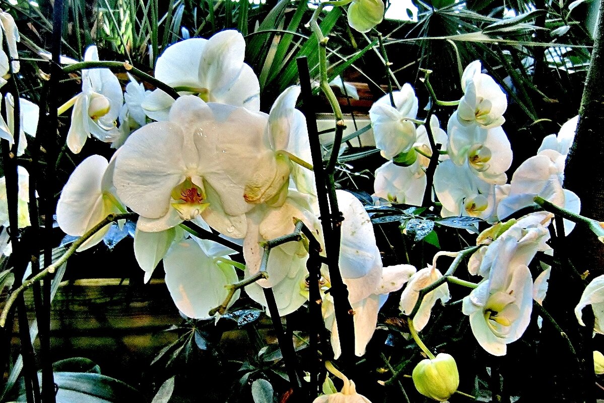 Белые орхидеи - Елена (ЛенаРа)