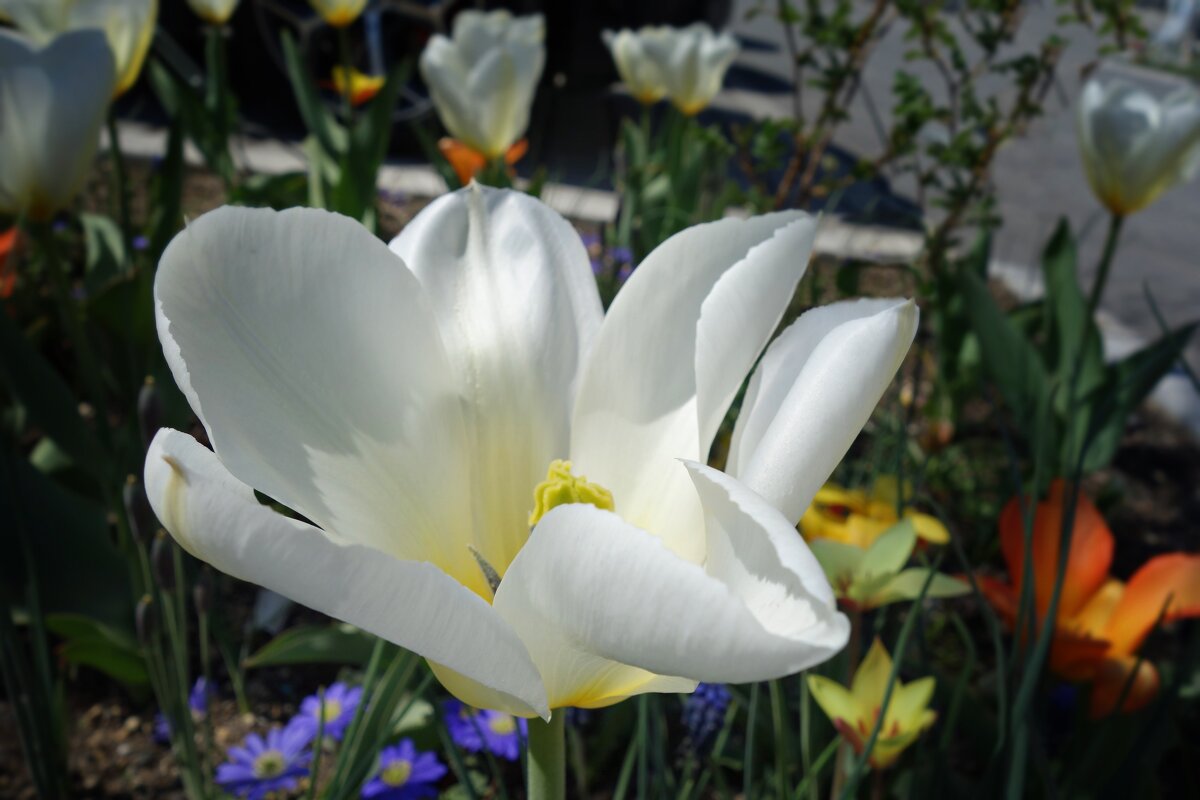 Ах, эти белые тюльпаны — В них целомудрие весны… - Galina Dzubina