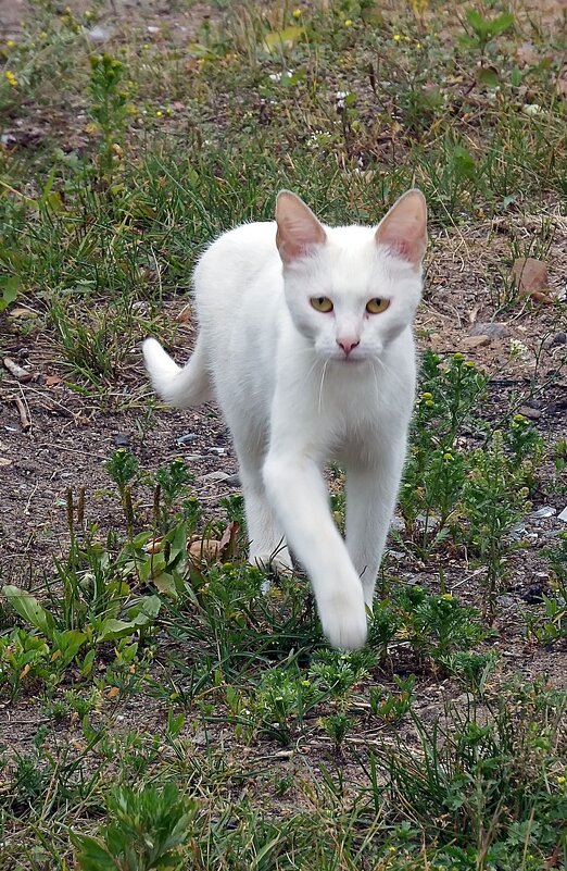 "Кошки не похожи на людей: кошки — это кошки..." - Ольга И