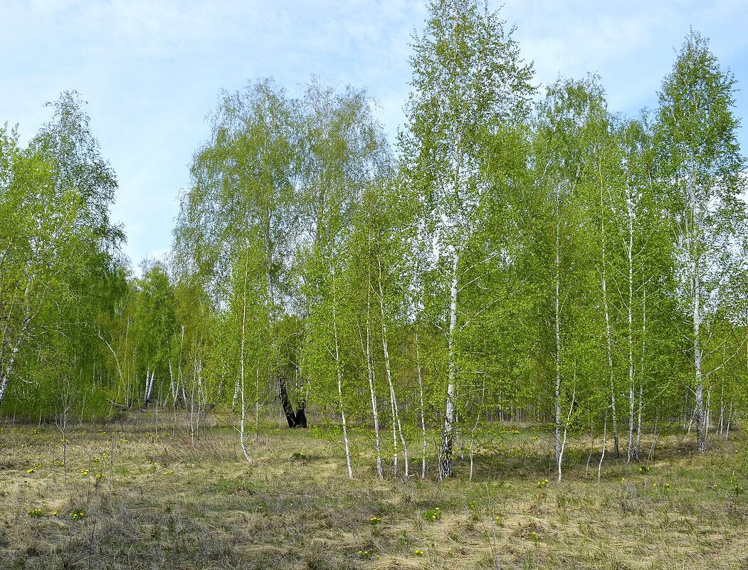 Весенний лес - Татьяна Тюменка