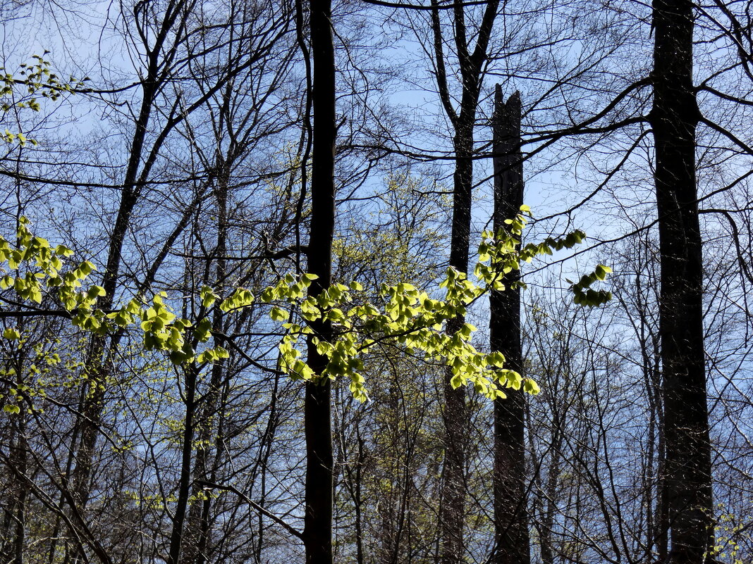 Цвета весны - Heinz Thorns