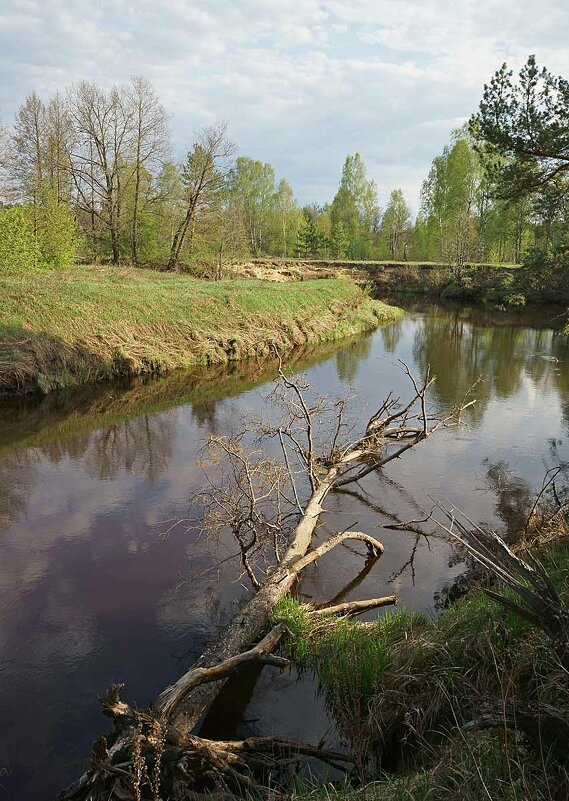 Лесная река Гусь - Сергей Курников