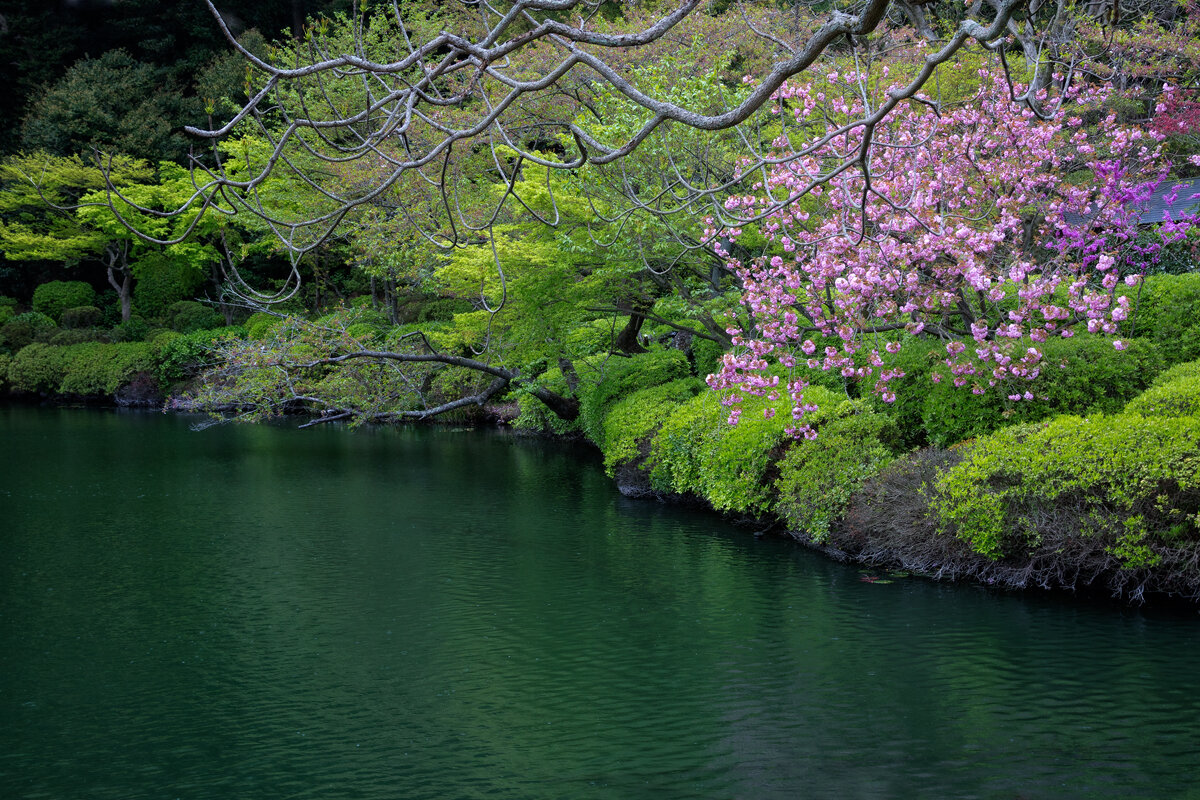 Есть в самурайском парке чёрный пруд, там сакуры цветут - slavado 