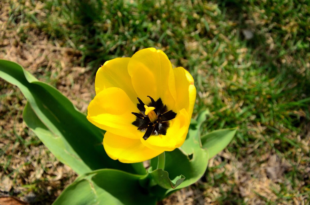 Желтый тюльпан в апреле 2020 - Александр Стариков