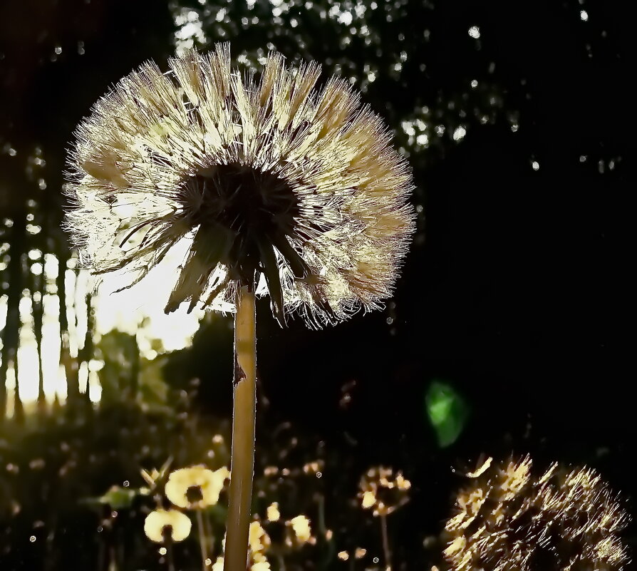 Солнечный цветок - олег свирский 