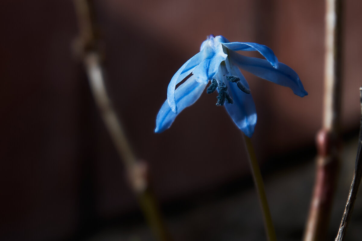 Синий цветок - Александр Протопопов