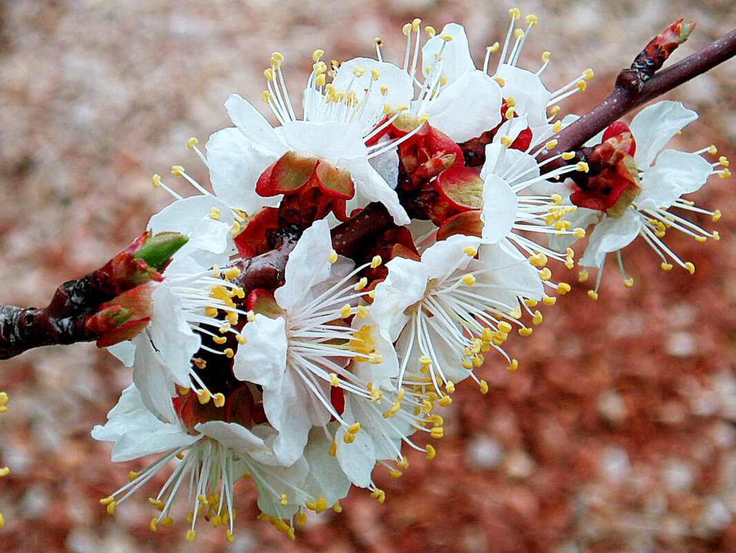 Абрикосовые цветы - Ольга (crim41evp)