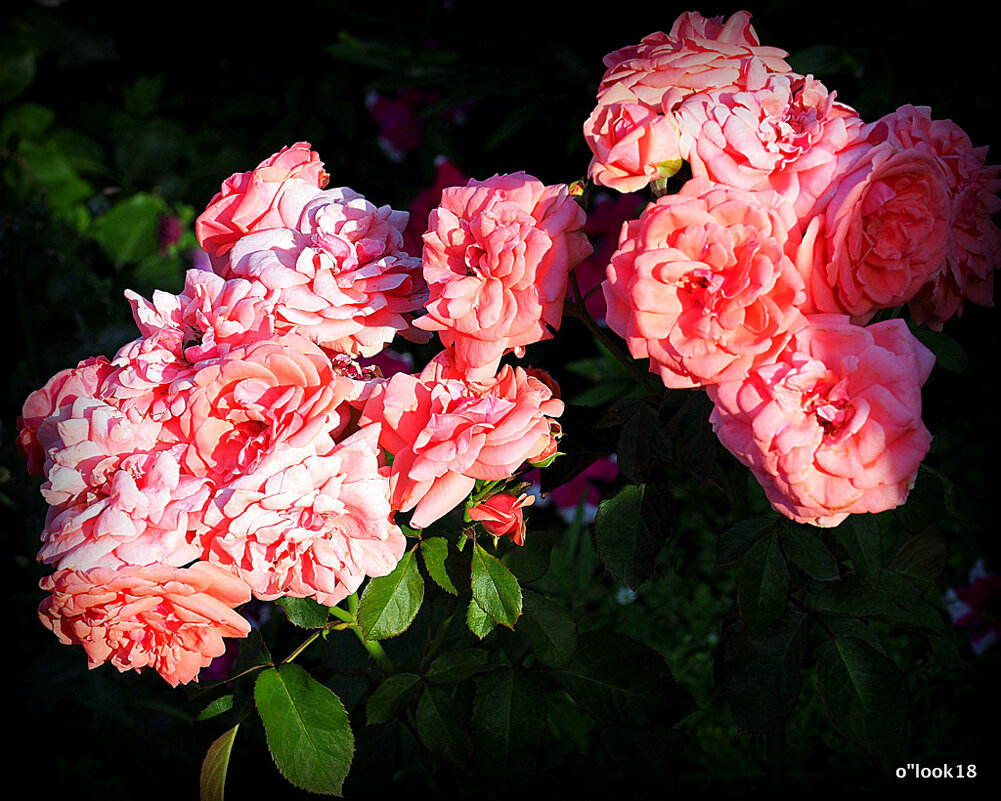 красота от природы розы - Олег Лукьянов